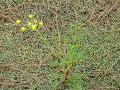 Lomatium brunsfeldianum