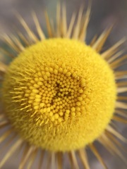 Coronidium oxylepis lanatum