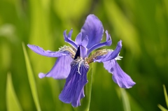 Iris tectorum