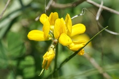 Securigera securidaca