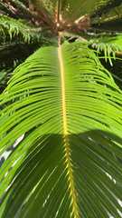 Cycas revoluta