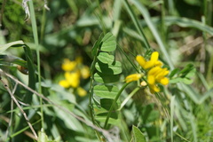 Securigera securidaca