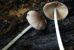 Bolbitius reticulatus