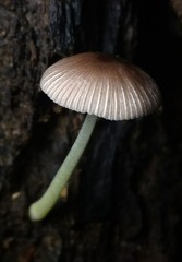 Bolbitius reticulatus