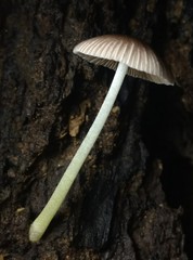 Bolbitius reticulatus