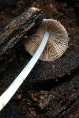 Bolbitius reticulatus