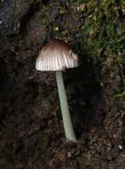 Bolbitius reticulatus