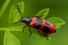 Pelonides quadripunctata