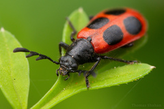 Pelonides quadripunctata