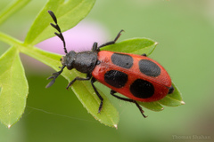 Pelonides quadripunctata