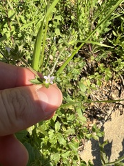 Campanula erinus