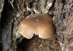 Pluteus seticeps