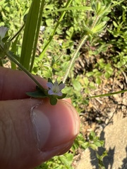 Campanula erinus