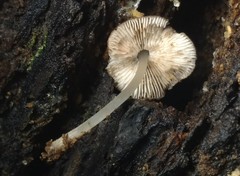 Pluteus seticeps