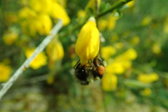 Bombus vancouverensis vancouverensis