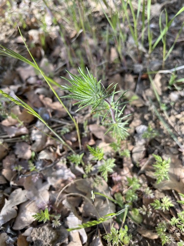 Whiskerbrush foliage