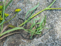 Lomatium ambiguum