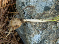 Lomatium ambiguum