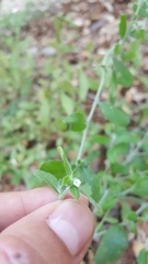 Lithospermum matamorense