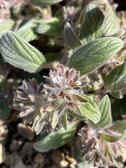 Phacelia phacelioides