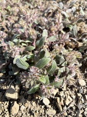 Phacelia phacelioides