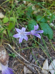 Triteleia bridgesii