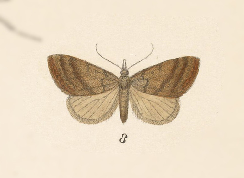 Dida cidaria