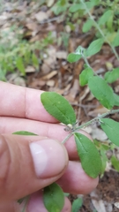 Lithospermum matamorense