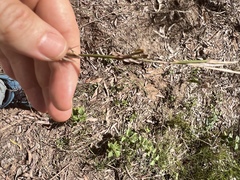 Cymbopogon refractus