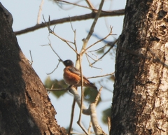 Saroglossa spilopterus