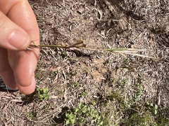 Cymbopogon refractus