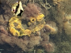 Porifera