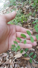 Lithospermum matamorense