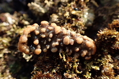 Antropora tincta