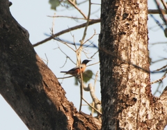 Saroglossa spilopterus