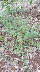 Lithospermum matamorense