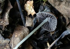 Psathyrella prona