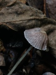 Psathyrella prona