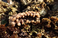 Antropora tincta