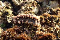 Antropora tincta