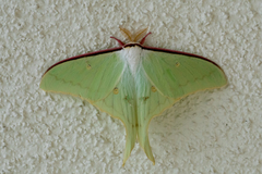Actias aliena
