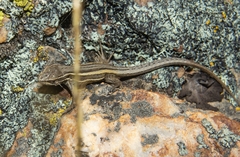 Liolaemus alticolor