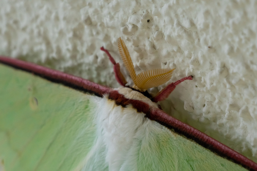 Actias aliena