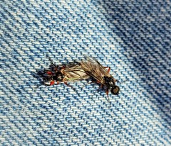 Bibio palliatus