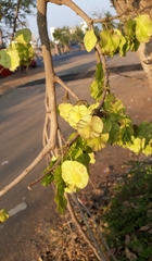 Holoptelea integrifolia