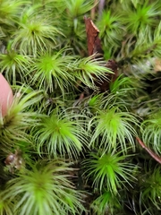 Dicranoloma dicarpum