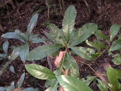 Atractocarpus benthamianus