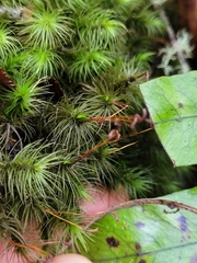 Dicranoloma dicarpum