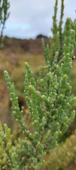 Tecticornia arbuscula