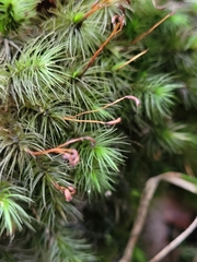 Dicranoloma dicarpum